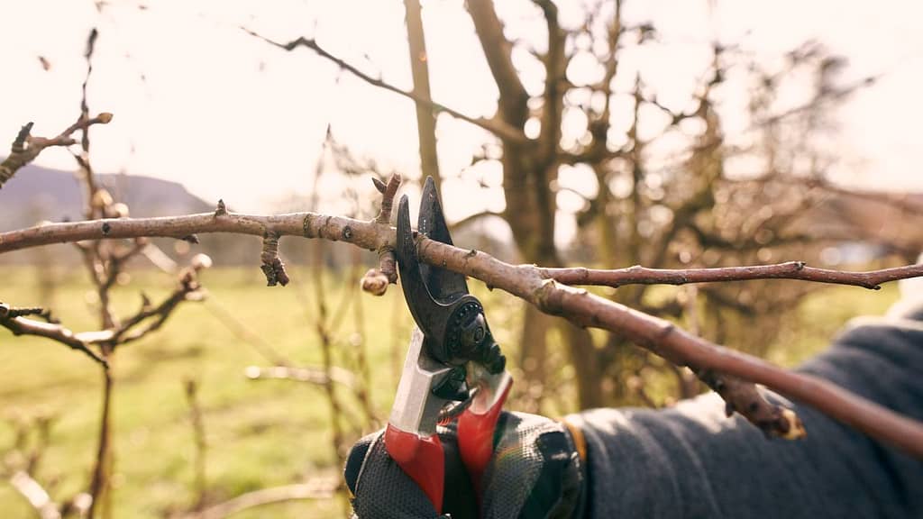 Best Practices to Prune Old and Historic Trees