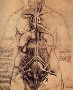 150px-the_principle_organs_and_vascular_and_urino-genital_systems_of_a_woman_rqz7kgf3qejscwq4v004ow 150px-the_principle_organs_and_vascular_and_urino-genital_systems_of_a_woman_rqz7kgf3qejscwq4v004ow